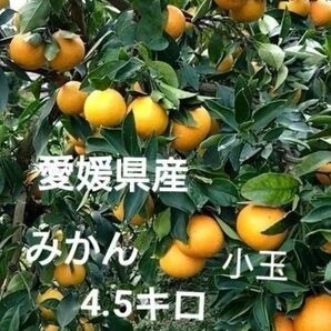 愛媛県産 みかん 小玉 4.5キロ
