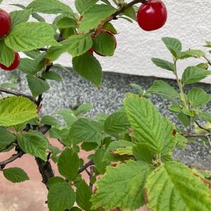 ユスラウメ挿し木用枝15センチ以上15本以上 かわいい赤いさくらんぼみたいなサイズ生で食べて甘く美味しい