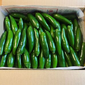 終了間際の今だけ価格! 栃木県産フレッシュハラペーニョ!箱込み約5kg