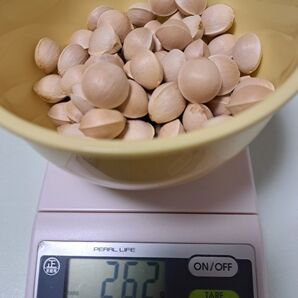 令和7年度 福井県産 ぎんなん 250g 銀杏