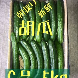 茨城県産 新鮮 胡瓜 C品 5kg