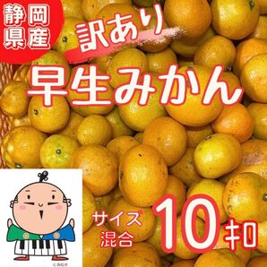 静岡県産『早生みかん』10キロ サイズ混合 訳あり