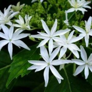 紫陽花挿し木苗