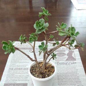 チョコチップ アエオニウム 多肉植物