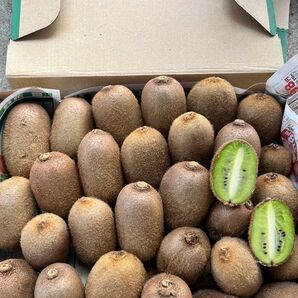 キウイフルーツ 山形県