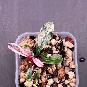 Bucephalandra sp. Variegata Pink