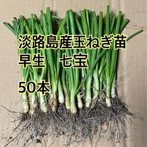 淡路島産玉ねぎ苗 早生 七宝 50本