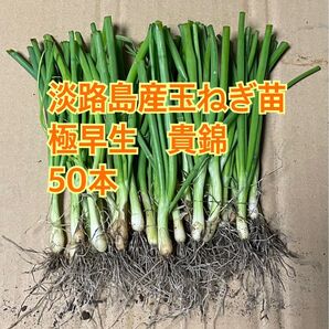 淡路島産玉ねぎ苗 極早生 貴錦 50本