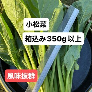 小松菜 栄養豊富