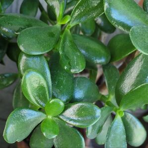 金のなる木★カット1本