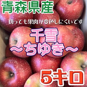 青森県産 千雪 ちゆき りんご 5キロ 家庭用 訳あり 果物 新鮮 フルーツ