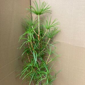 高野槙 苗木 約60センチ