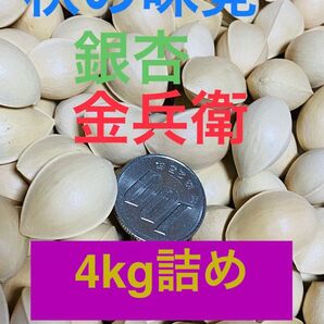 茨城県産 銀杏 金兵衛 4kg詰め