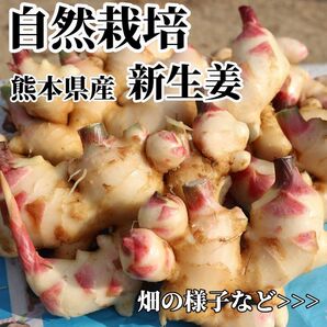 新生姜 600g 農薬肥料不使用 露地栽培 熊本県産 自然栽培