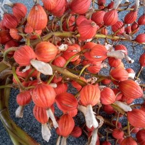 月桃の実 新しく取る物