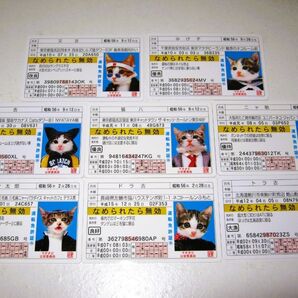 【なめ猫 ゴールド免許風 ブロマイド 8枚 + パロディブロマイド 32枚 セット】なめんなよ猫 かわいい 可愛い ネコ 猫