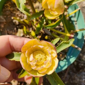 クリスマスローズ 抜き苗 1苗