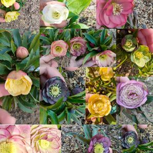 クリスマスローズ 抜き苗 1苗