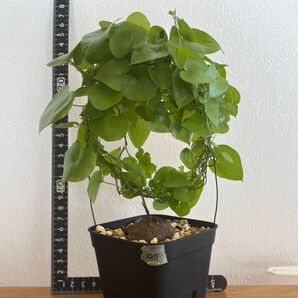 亀甲竜 アフリカ 実生 3年 ディオスコレア エレファンティペス 3D_05