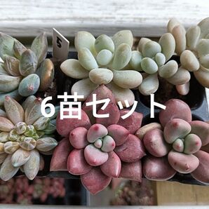 ⑤多肉植物洛神 桃花源 ウラクラ6苗根付きセット