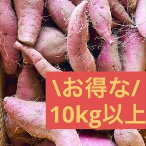 千葉県産 シルクスイート 10kg強