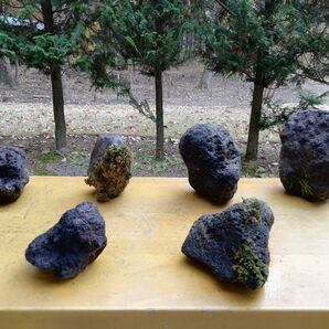 【苔付き】軽井沢 浅間溶岩石 浅間石 溶岩石 5kg(梱包材込み)