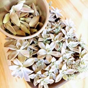 ■多肉植物■ 初心者ミックス詰め合わせset カット苗セット(おうち時間)