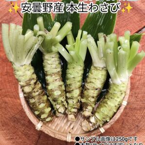 【専用商品/11/20発】200~220g範囲 信州 安曇野 あずみ野 沢わさび 生わさび WASABI 山葵 セット