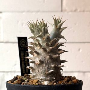 PD127 パキポディウム デンシカウレ 恵比寿大黒 実生株