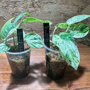 【2株セット】エピプレムナムピナツムマーブル epipremunumpinnatummarble S-146、S-147