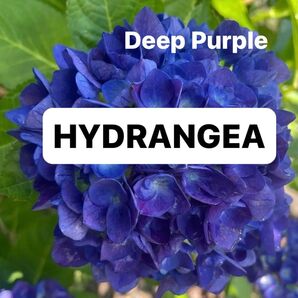 ハイドロランジア・紫陽花・【1苗】とても美しいディープパープルー