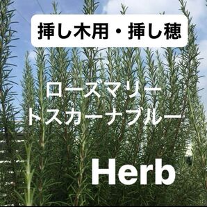 ローズマリー トスカーナブルー 挿し穂 【20本】 挿し木成功率は良いですよ♪若返りのハーブ