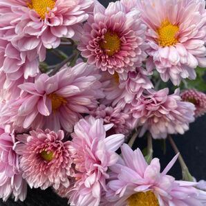 ローズピンクの可愛い小菊 挿し木用 挿し穂 是非チャレンジ下さい*.゜