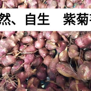 農薬や 除草剤 肥料も利用していない天然、自生している紫菊芋 1kg 北海道千歳