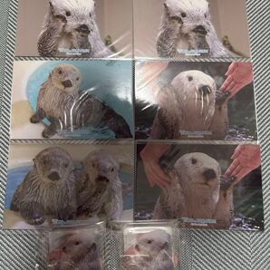 バラ売り可 カプくじ×鳥羽水族館