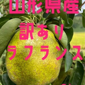 ラフランス3kg家庭用