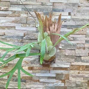 P. Monkey North High Shield 中株◆ビカクシダ