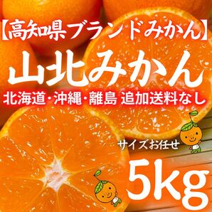 5ブランドみかん 高知県産 山北みかん5kg 特産 産地直送 蜜柑 送料無料