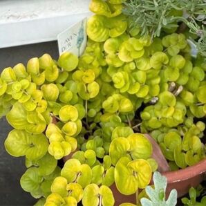 割引クーポン付き リシマキア ヌンムラリア オーレア黄金葉ポット苗