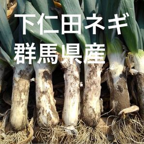下仁田ネギ 宅急便コンパクト 群馬県産 下仁田ねぎ