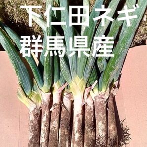 下仁田ネギ 初物 ネコポス 群馬県産 下仁田ねぎ