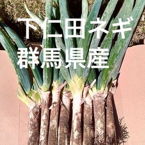 下仁田ネギ ネコポス 群馬県産 下仁田ねぎ