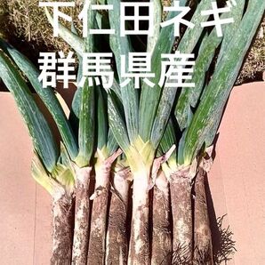 下仁田ネギ ネコポス 群馬県産 下仁田ねぎ