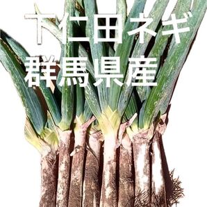 下仁田ネギ ネコポス 群馬県産 初物 下仁田ねぎ