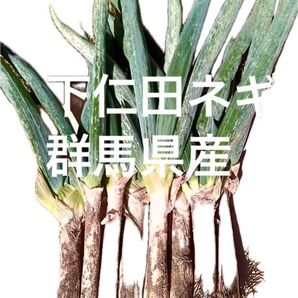 下仁田ネギ ネコポス 群馬県産 下仁田ねぎ