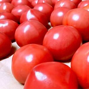 【訳あり】桃太郎トマト トマト 野菜 食べ物 新鮮 大玉 5キロ おいしい 甘い