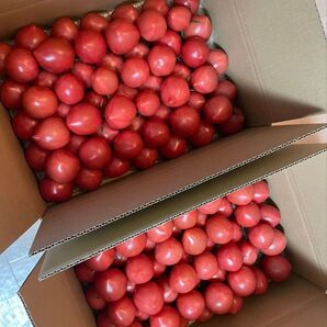 桃太郎トマト 小玉1.7kg 規格外 規格外野菜 新鮮 野菜 トマト おいしい 静岡県産