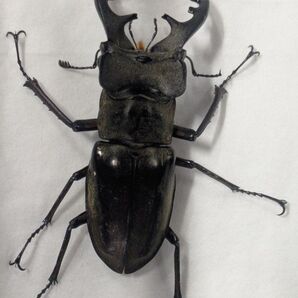 昆虫標本 ミヤマクワガタ 埼玉県産