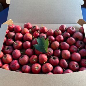 2025年 日本国内産自家栽培【新鮮・生山査子】当日に摘み!当日発送!約850g入