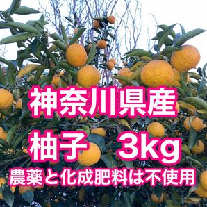 神奈川県産 柚子 3kg (農薬と化成肥料は不使用)